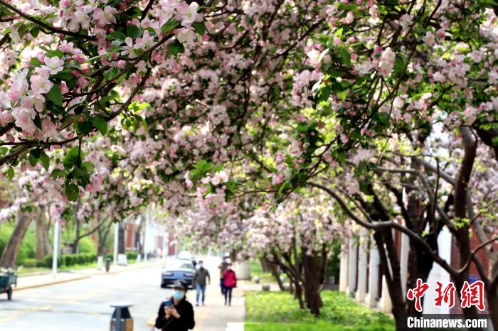 图为戴口罩的教职工走过海棠树下。 张道正 摄 又到海棠季 天津高校师生今年“云赏花”